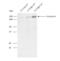 Involucrin antibody, NB100-2727, Novus Biologicals, Western Blot image 