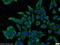 Kelch Like Family Member 42 antibody, 24847-1-AP, Proteintech Group, Immunofluorescence image 