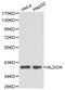 Aldolase, Fructose-Bisphosphate A antibody, LS-C192393, Lifespan Biosciences, Western Blot image 