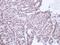 Tribbles Pseudokinase 3 antibody, GTX113991, GeneTex, Immunohistochemistry paraffin image 