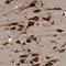 FMR1 Autosomal Homolog 2 antibody, HPA022997, Atlas Antibodies, Immunohistochemistry frozen image 