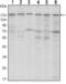 SET Domain Bifurcated Histone Lysine Methyltransferase 1 antibody, abx011981, Abbexa, Enzyme Linked Immunosorbent Assay image 