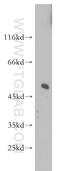 Sorting Nexin 17 antibody, 10275-1-AP, Proteintech Group, Western Blot image 