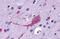 Smoothened, Frizzled Class Receptor antibody, MBS248702, MyBioSource, Immunohistochemistry frozen image 
