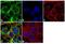 Tubulin Beta 1 Class VI antibody, 480011, Invitrogen Antibodies, Immunofluorescence image 