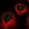 P113 antibody, HPA015284, Atlas Antibodies, Immunofluorescence image 