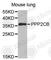 Protein Phosphatase 2 Catalytic Subunit Beta antibody, A3275, ABclonal Technology, Western Blot image 