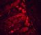 Heat Shock Protein 90 Alpha Family Class B Member 1 antibody, ab53497, Abcam, Immunohistochemistry paraffin image 