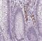 Von Willebrand Factor antibody, NBP1-84761, Novus Biologicals, Immunohistochemistry frozen image 