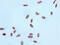 Histone Cluster 4 H4 antibody, CSB-RA010429A16acHU, Cusabio, Immunocytochemistry image 
