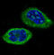 Clock Circadian Regulator antibody, M00064, Boster Biological Technology, Immunofluorescence image 