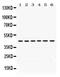 Activity Regulated Cytoskeleton Associated Protein antibody, PB9753, Boster Biological Technology, Western Blot image 