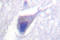 Dynamin 1 antibody, LS-C176275, Lifespan Biosciences, Immunohistochemistry frozen image 