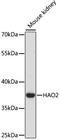 Hydroxyacid Oxidase 2 antibody, LS-C750133, Lifespan Biosciences, Western Blot image 