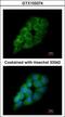 Aspartyl-TRNA Synthetase antibody, GTX103374, GeneTex, Immunofluorescence image 