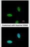 TRAF3 Interacting Protein 2 antibody, PA5-29786, Invitrogen Antibodies, Immunofluorescence image 