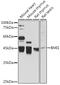 BMI1 Proto-Oncogene, Polycomb Ring Finger antibody, GTX32472, GeneTex, Western Blot image 