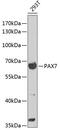 Paired Box 7 antibody, 14-607, ProSci, Western Blot image 