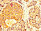 Myocilin antibody, LS-C670727, Lifespan Biosciences, Immunohistochemistry paraffin image 