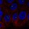 Bromodomain Containing 3 antibody, NBP2-14360, Novus Biologicals, Immunofluorescence image 