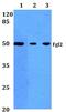 Fibrinogen Like 2 antibody, PA5-36390, Invitrogen Antibodies, Western Blot image 