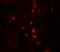 G4S antibody, 7465, ProSci Inc, Immunofluorescence image 