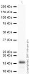 Ghrelin And Obestatin Prepropeptide antibody, ab57222, Abcam, Western Blot image 