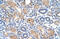 WW Domain Containing E3 Ubiquitin Protein Ligase 2 antibody, 29-835, ProSci, Immunohistochemistry paraffin image 
