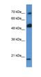 Rho GTPase Activating Protein 36 antibody, orb325784, Biorbyt, Western Blot image 