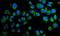 Paxillin antibody, PA1804, Boster Biological Technology, Immunofluorescence image 