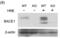 Beta-Secretase 1 antibody, A00322, Boster Biological Technology, Western Blot image 