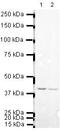 Actin Alpha 2, Smooth Muscle antibody, PA5-19465, Invitrogen Antibodies, Western Blot image 