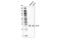 BCL2 Like 1 antibody, 24780S, Cell Signaling Technology, Western Blot image 