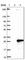 Spermatogenesis Associated 33 antibody, HPA045648, Atlas Antibodies, Western Blot image 