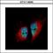 Heterogeneous Nuclear Ribonucleoprotein M antibody, GTX114999, GeneTex, Immunocytochemistry image 