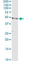 CD177 Molecule antibody, LS-B5469, Lifespan Biosciences, Immunoprecipitation image 