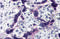 Tau Tubulin Kinase 2 antibody, 5021, ProSci Inc, Immunohistochemistry frozen image 