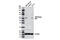Phosphoinositide 3 kinase, p110 gamma antibody, 11889S, Cell Signaling Technology, Western Blot image 