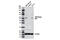 Phosphoinositide-3-Kinase Regulatory Subunit 3 antibody, 11889S, Cell Signaling Technology, Western Blot image 