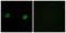 Abhydrolase Domain Containing 2 antibody, LS-B9699, Lifespan Biosciences, Immunofluorescence image 