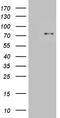 SLU7 Homolog, Splicing Factor antibody, LS-C795671, Lifespan Biosciences, Western Blot image 