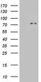 Pre-mRNA-splicing factor SLU7 antibody, LS-C795671, Lifespan Biosciences, Western Blot image 