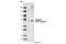 Dynamin 1 Like antibody, 3455S, Cell Signaling Technology, Western Blot image 