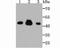 Citrate Synthase antibody, A05128-1, Boster Biological Technology, Western Blot image 