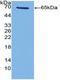 Telomerase Reverse Transcriptase antibody, LS-C296588, Lifespan Biosciences, Western Blot image 