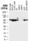 TNF Receptor Associated Factor 3 antibody, NB100-56175, Novus Biologicals, Western Blot image 