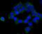 Cystathionine-Beta-Synthase antibody, A00130-1, Boster Biological Technology, Immunocytochemistry image 