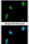 DDX39A antibody, PA5-21715, Invitrogen Antibodies, Immunofluorescence image 