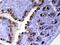 Trefoil Factor 3 antibody, A01738-2, Boster Biological Technology, Immunohistochemistry paraffin image 