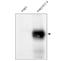 Fms Related Tyrosine Kinase 4 antibody, NBP1-18653, Novus Biologicals, Western Blot image 